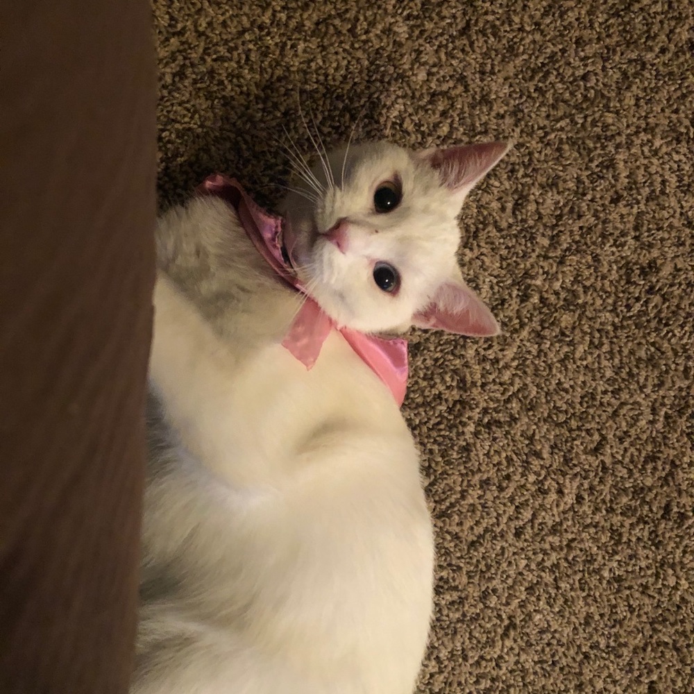 Meet your Posher, Meagan